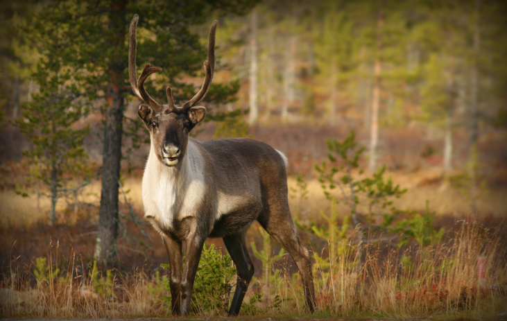 Finnland