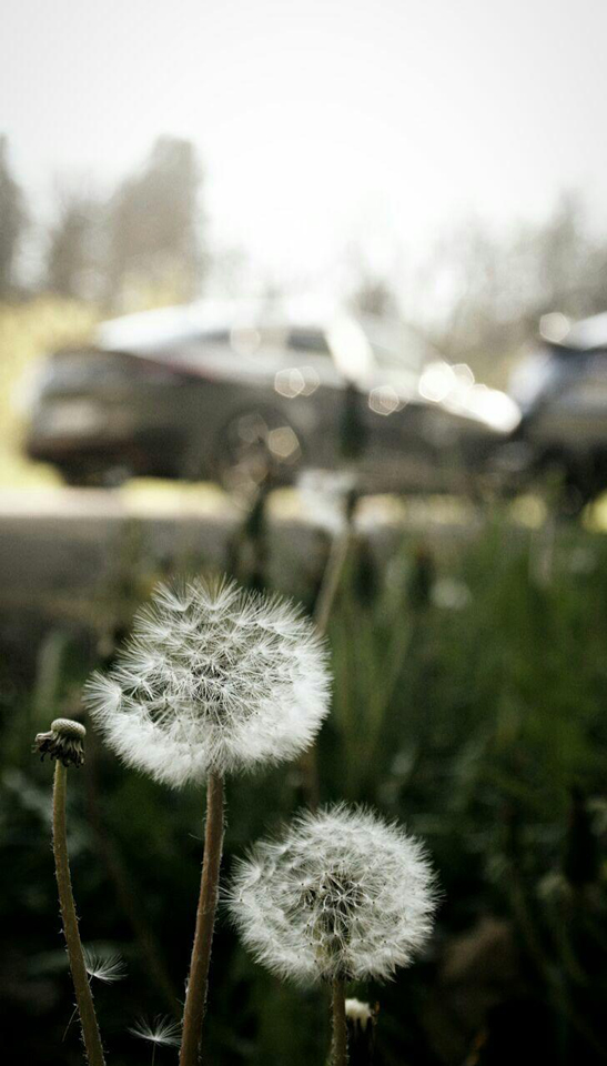 Pusteblumen.