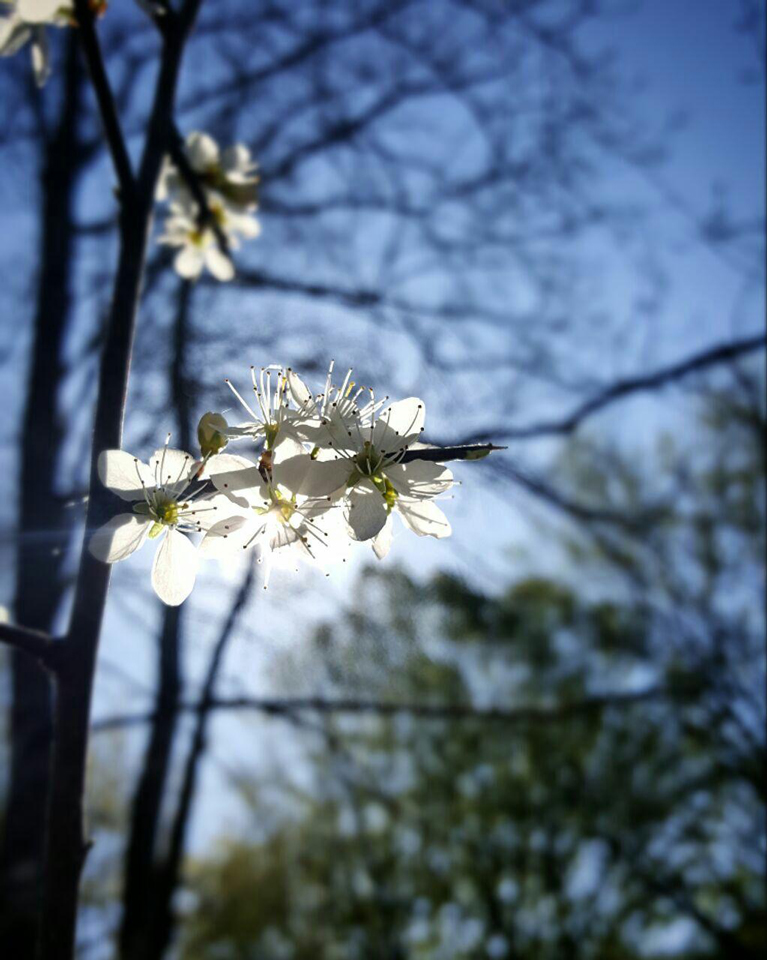 Blüte gegen die Sonne.